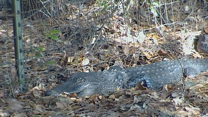 Judy's alligator.jpg